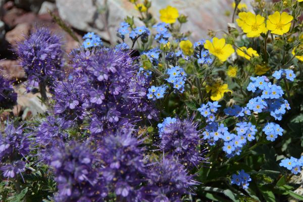 Glacier Guides and Montana Raft by null
