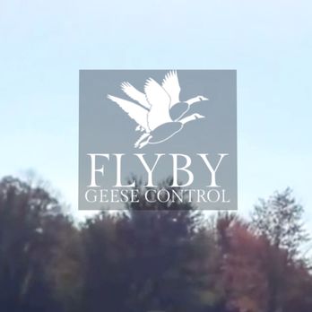 Flyby Geese Control - Pest Control Near Me Flyby Geese Control - Pest Control Near Me