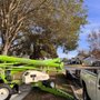Photo of Trent's Tree Service The Neighborhood Arborist