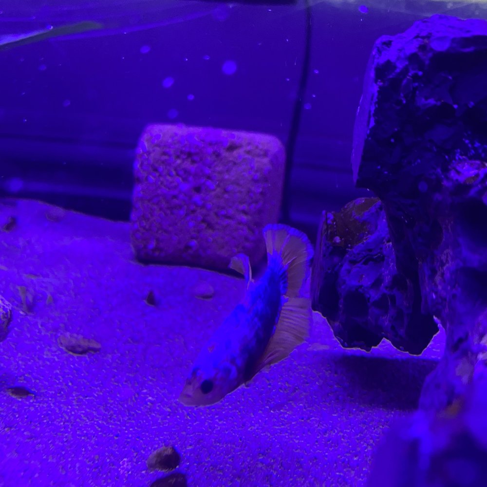 Neptune Aquatics - Meet our new Beta Fish, Maui - Aquarium Services Near Me - San Jose, California Neptune Aquatics - Meet our new Beta Fish, Maui - Aquarium Services Near Me - San Jose, California