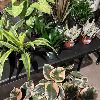 Styled Stems - Great selection - Gift Shops Near Me - Maple Grove, Minnesota