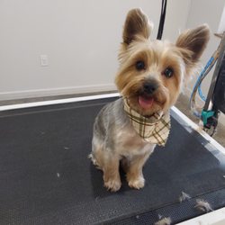 Well Groomed Pets West Bradenton - Yorkie grooming
