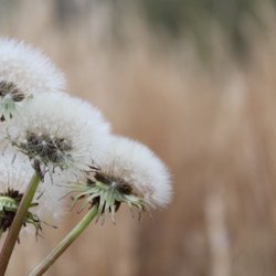 Fertile Spring Acupuncture & Reproductive Wellness - Fertile Spring Acupuncture & Reproductive Wellness is a holistic women's health clinic specializing in fertility, obstetrics and gynecology.