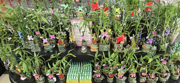 Seafood City Supermarket by null