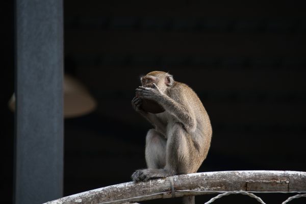 Batu Caves by null