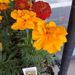 Grace's Hydro-Organic Garden Center