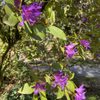 Rhododendron Garden gift card