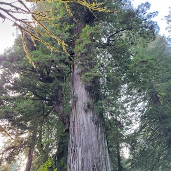 Big Tree - Beautiful and large tree! Very impressive! - Landmarks & Historical Buildings Near Me - Orick, California