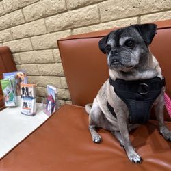 Catalina Animal Hospital - Milah waiting to get her nails trimmed.