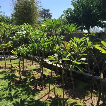Plumeria Palace - Nurseries & Gardening Near Me - Orange, California Plumeria Palace - Nurseries & Gardening Near Me - Orange, California