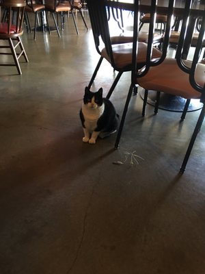 Photo of Chicaro Club - Enid, OK, US. Sweet kitty company