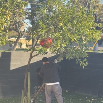 Core Tree Service - Cutting down lemon tree - Tree Services Near Me - Glendale, Arizona