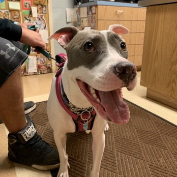 Brick Town Veterinary Hospital - Mia loves the vet! - Veterinarians Near Me - Brick, New Jersey Brick Town Veterinary Hospital - Mia loves the vet! - Veterinarians Near Me - Brick, New Jersey