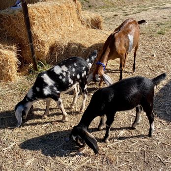 Foggy River Farm - 10.09.21 goats - CSA Near Me - Healdsburg, California