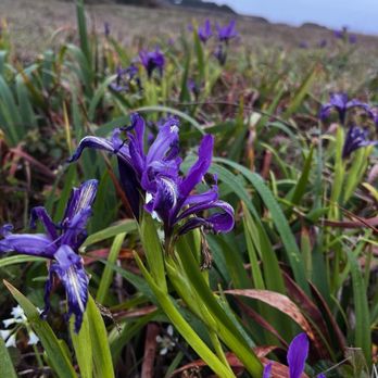 Jug Handle State Natural Reserve - Coastal irises - Parks Near Me - Fort Bragg, California