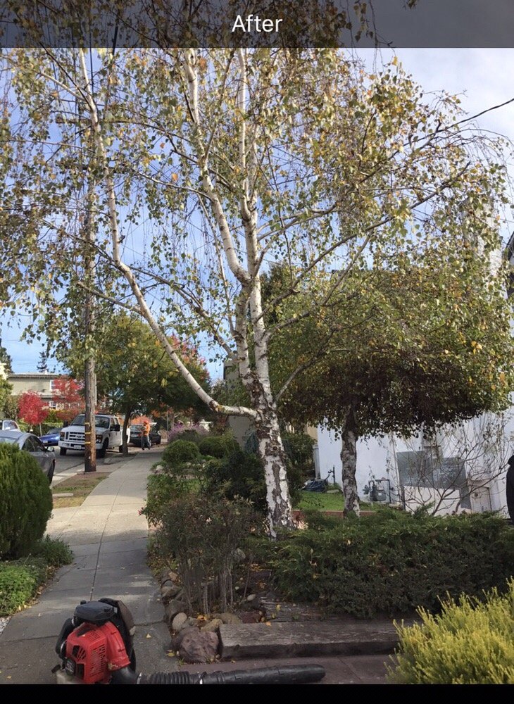 Garcia Professional Tree Service - tree service in Oakland, CA