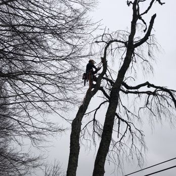Top Branch Tree Service - a man in a tree - Tree Services Near Me Top Branch Tree Service - a man in a tree - Tree Services Near Me