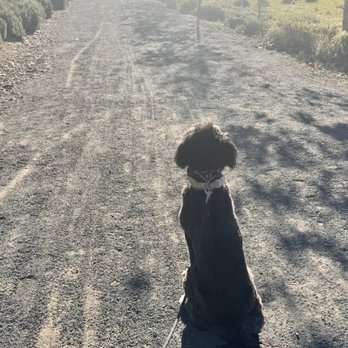 Beyond Behavior K9 Training - Macy - Pet Training Near Me