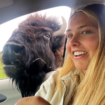 Olympic Game Farm - Bison?! - Zoos Near Me - Sequim, Washington Olympic Game Farm - Bison?! - Zoos Near Me - Sequim, Washington