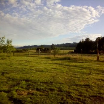 Meadow Harvest - a horse grazing in a field - Meat Shops Near Me - Nehalem, Oregon Meadow Harvest - a horse grazing in a field - Meat Shops Near Me - Nehalem, Oregon