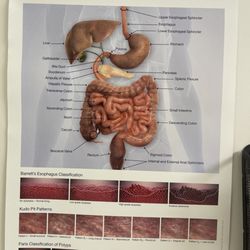 Mel Ona, MD - Ohana Endoscopy - Wall flamed poster