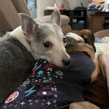 Florida Veterinary Rehabilitation - Louie and Sophie - Veterinarians Near Me - Deland, Florida Florida Veterinary Rehabilitation - Louie and Sophie - Veterinarians Near Me - Deland, Florida