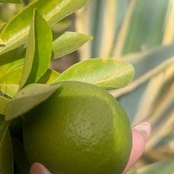 The Gardens at Lake Merritt - Lime