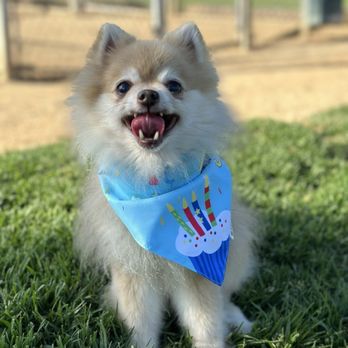 SoCal Veterinary Hospital - Veterinarians Near Me - San Marcos, California SoCal Veterinary Hospital - Veterinarians Near Me - San Marcos, California