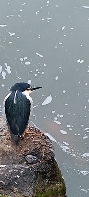 Hotel Botanico & The Oriental Spa Garden by null