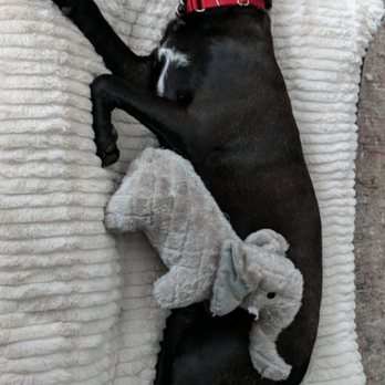 Ruff House Rescue - Pet Adoption Near Me