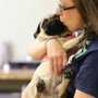 Care Pet Clinic Texarkana