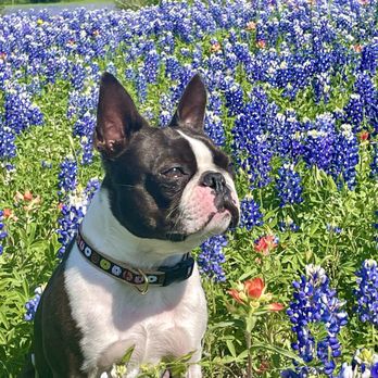 VEG ER for Pets - Emergency Pet Hospital Near Me - Houston, Texas