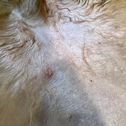 Red irritation and swelling on the belly Red irritation and swelling on the belly