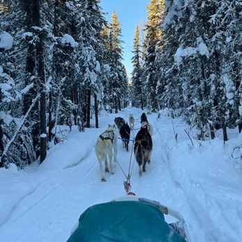 Last Frontier Mushing Co-op - Sledding Near Me - Fairbanks, Alaska