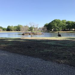 Elm Creek Park - One of two small islands used by waterfowl for nesting sites.