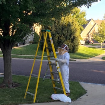 Augustine Exterminators - Getting ready to remove a hornets nest! - Pest Control Near Me - Overland Park, Kansas Augustine Exterminators - Getting ready to remove a hornets nest! - Pest Control Near Me - Overland Park, Kansas