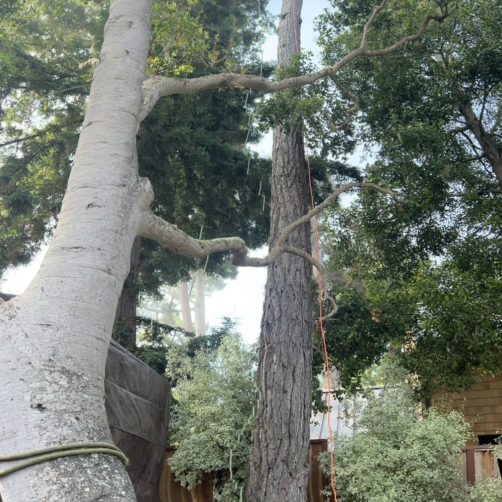 Monterey Pine Monterey Pine