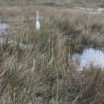 Shark Valley Tram Tours - Great egret - Tours Near Me - Miami, Florida Shark Valley Tram Tours - Great egret - Tours Near Me - Miami, Florida