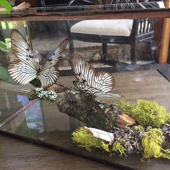 Natural Selection - Butterfly Box - Taxidermy Near Me - Reno, Nevada Natural Selection - Butterfly Box - Taxidermy Near Me - Reno, Nevada