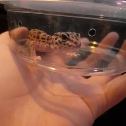 Baby Leopard gecko, named Ame!