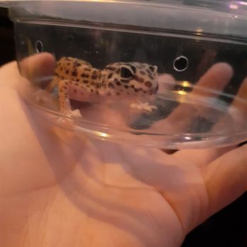 Kendogs Reptiles - Baby Leopard gecko, named Ame! - Reptile Shops Near Me - Whittier, California