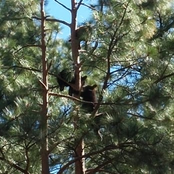 Bearizona - 4 of the baby cubs up in the tall pine tree - Zoos Near Me - Williams, Arizona