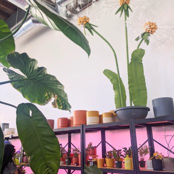 Bloomsgiving - Florists Near Me - Mountain View, California