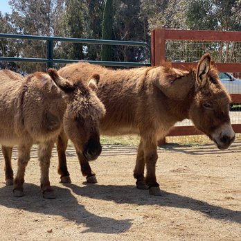 Farm Sanctuary - Donkeys - Animal Shelters Near Me - Acton, California Farm Sanctuary - Donkeys - Animal Shelters Near Me - Acton, California