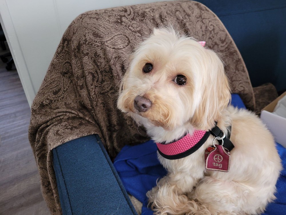 PET MEDICAL CENTER Updated September 2024 12 Reviews 2615 Bristol