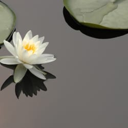 Acupuncture Healthcare Specialists
