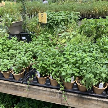 Garden Supply Company - Herbs! - Nurseries & Gardening Near Me - Cary, North Carolina