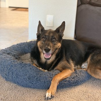 Dewey & Pal Pet Sitting - Pet Sitting Near Me - Citrus Heights, California Dewey & Pal Pet Sitting - Pet Sitting Near Me - Citrus Heights, California