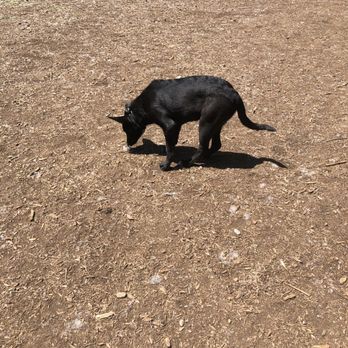 Loganberry Lane Park - Dog Parks Near Me - Everett, Washington Loganberry Lane Park - Dog Parks Near Me - Everett, Washington