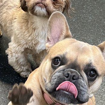 FUReverFUN Dog Care Services - Gigi & Friend - Pet Boarding Near Me - San Francisco, California FUReverFUN Dog Care Services - Gigi & Friend - Pet Boarding Near Me - San Francisco, California